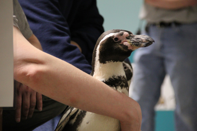 slideshow
